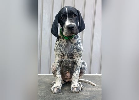 Braque d'Auvergne (Auvergne Vorstehhund) Welpe