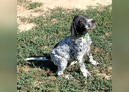 Braque d'Auvergne (Auvergne Vorstehhund) Welpe