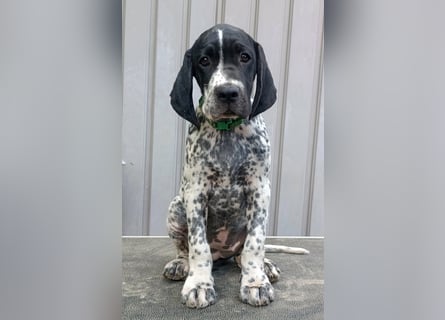 Braque d'Auvergne (Auvergne Vorstehhund) Welpe