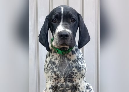 Braque d'Auvergne (Auvergne Vorstehhund) Welpe