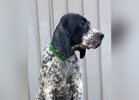 Braque d'Auvergne (Auvergne Vorstehhund) Welpe