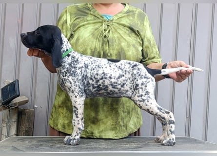 Braque d'Auvergne (Auvergne Vorstehhund) Welpe