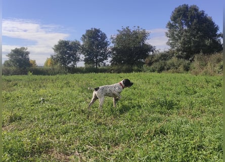 Braque d’Auvergne Welpen – FCI