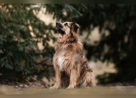 Sly - sucht hundeerfahrene Menschen - Tierhilfe Franken e.V.