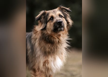 Sly - sucht hundeerfahrene Menschen - Tierhilfe Franken e.V.