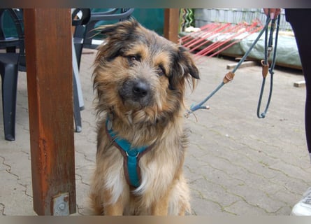 Sly - sucht hundeerfahrene Menschen - Tierhilfe Franken e.V.