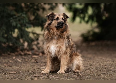 Sly - sucht hundeerfahrene Menschen - Tierhilfe Franken e.V.