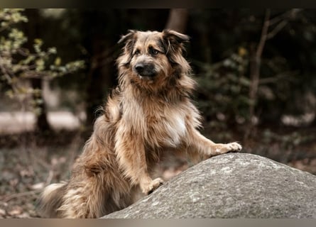 Sly - sucht hundeerfahrene Menschen - Tierhilfe Franken e.V.