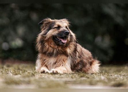 Sly - sucht hundeerfahrene Menschen - Tierhilfe Franken e.V.