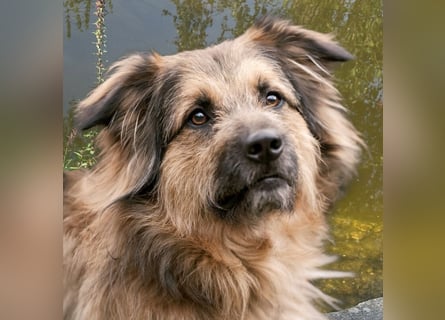 Sly - lernfreudiger Hund sucht seine Traummenschen - Tierhilfe Franken e.V.