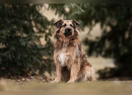 Sly - sucht hundeerfahrene Menschen - Tierhilfe Franken e.V.