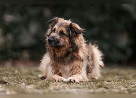 Sly - sucht hundeerfahrene Menschen - Tierhilfe Franken e.V.