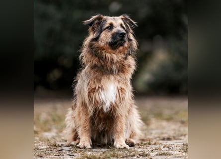 Sly - sucht hundeerfahrene Menschen - Tierhilfe Franken e.V.