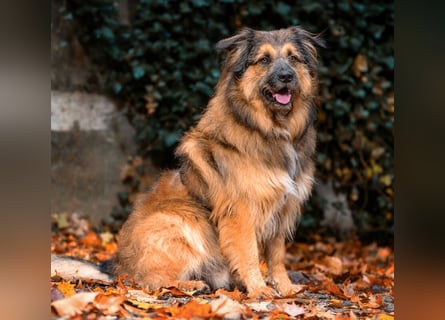 Sly - sucht hundeerfahrene Menschen - Tierhilfe Franken e.V. Sly - sucht hundeerfahrene Menschen - Tierhilfe Franken e.V.