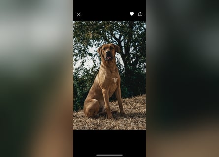 Jack – Ein Broholmer mit Klasse und Charakter!