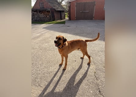 Jack – Ein Broholmer mit Klasse und Charakter!