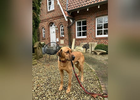 Jack – Ein Broholmer mit Klasse und Charakter!