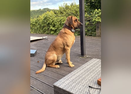 Jack – Ein Broholmer mit Klasse und Charakter!