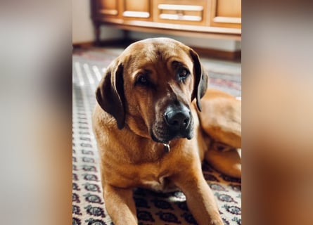 Jack – Ein Broholmer mit Klasse und Charakter!