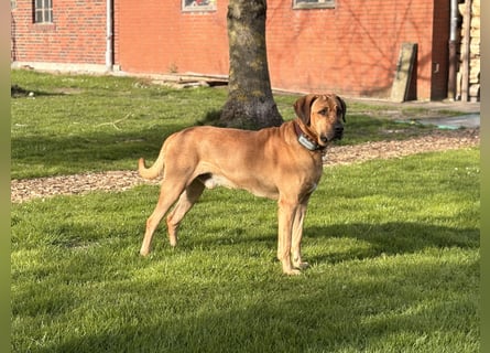 Jack – Ein Broholmer mit Klasse und Charakter!