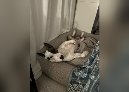 Das ist Haku - ein Bulli mit großem Herz und besonderem Charakter
