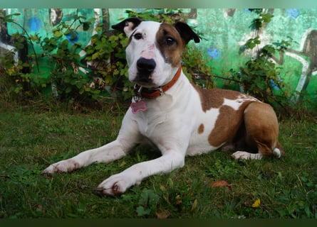 Das ist Haku - ein Bulli mit großem Herz und besonderem Charakter
