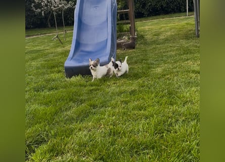 Chihuahua Welpen reinrassig Rüde