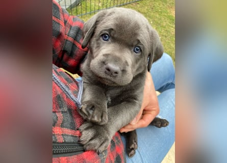 Labrador Retriever chacoral/Silber