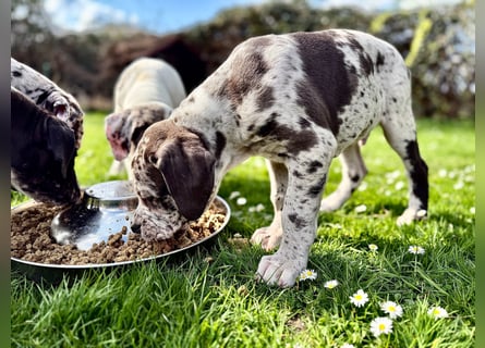 Superschöne nicht ganz reinrassige Deutsche Doggenwelpen können bald ausziehen