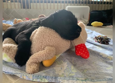 Flatcoated Retriever Welpen - noch ein Rüde sucht ein zuhause!