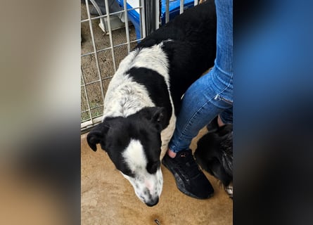 Milla - Gute-Laune-Hund wartet auf Sie