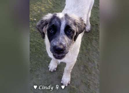 Cindy und Carla suchen ab Mitte Juli ein Zuhause