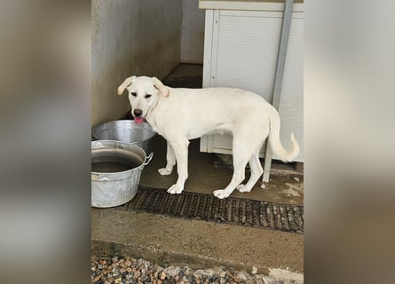 Wayne: Familienhund und treuer Begleiter