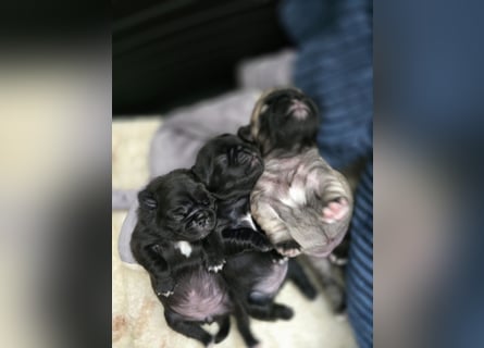 Mops Welpen  ( Altdeutsche )