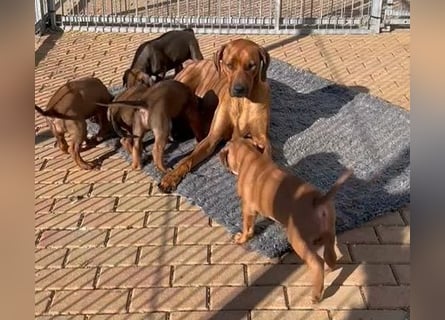 Rhodesian Ridgeback Welpen mit Papiere