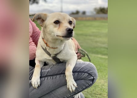 Olandesina: verschmuster Anfängerhund