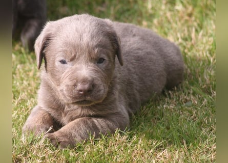 Labrador welpen in Tolle farben!