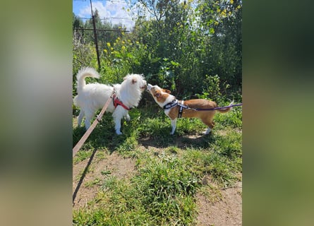 Jack: klein aber oho!