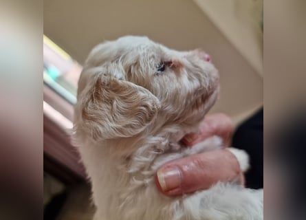 Havapoo Pudel Havaneser-ShihTzu