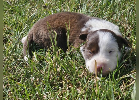 Border Collie Welpen