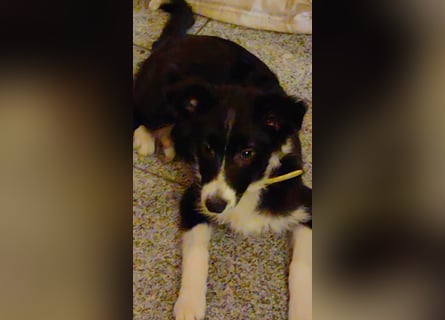 Wunderschöne Border Collie