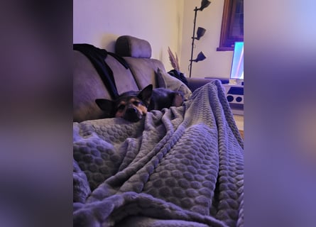 Schäferhundmischling Bono