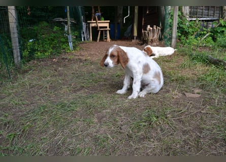 Alard – Irish Red and White Setter Rüde mit Power & Charme