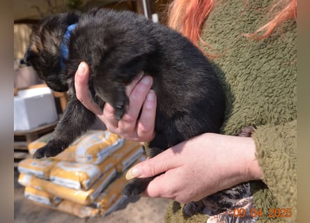 Dunkelgraue Schäferhunde aus Kör-u.Leistungzucht