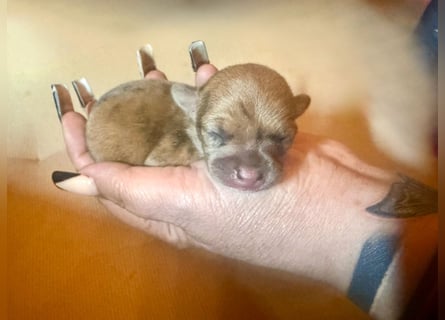 Chihuahua Welpe Hündin