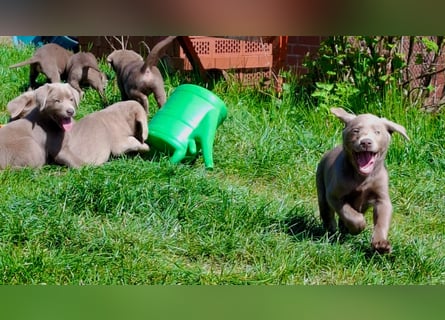 Typvolle Labrador Welpen in silver