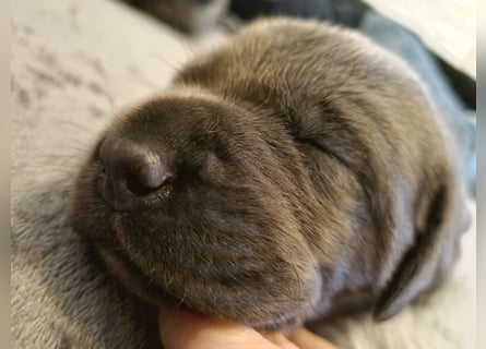 Labrador Retriever chacoral/Silber