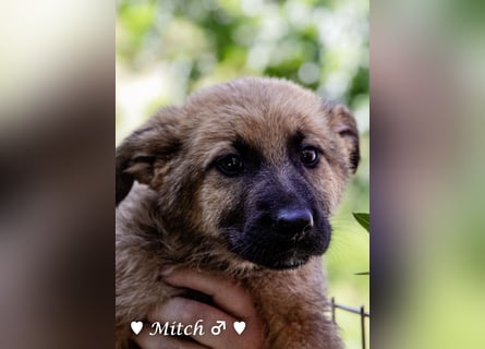 Vier wunderschöne Schäferhundmischlinge suchen ein Zuhause