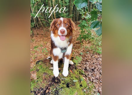 Mini Aussies-Mini Australian Shepherd Welpen