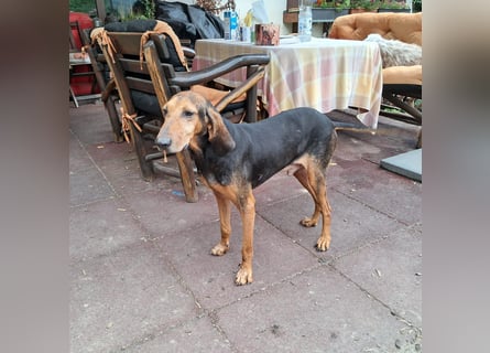 Rocco  - dringend - ein Überlebenskünstler sucht ein neues Zuhause